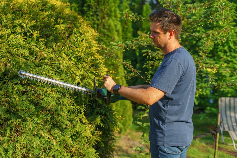 Professional trimming hedge bushes